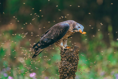 Close-up of bird 