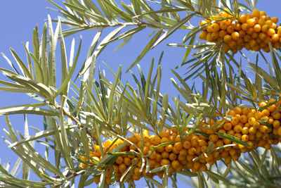 Low angle view of oranges growing on plant against sky