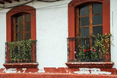 Plants growing in windows of house