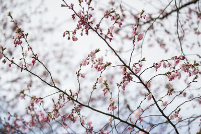 Low angle view of cherry blossom