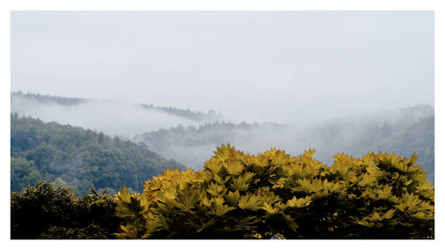 Scenic view of trees and mountains against sky