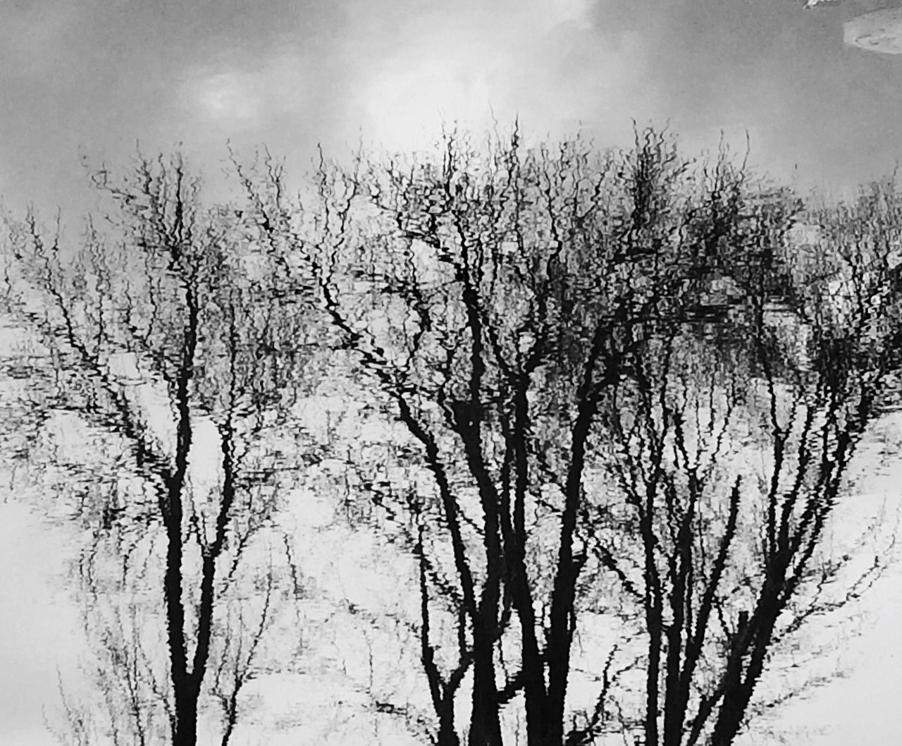 tree, nature, sky, growth, low angle view, beauty in nature, no people, tranquility, branch, outdoors, day, freshness