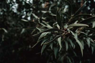 Close-up of fresh green plant