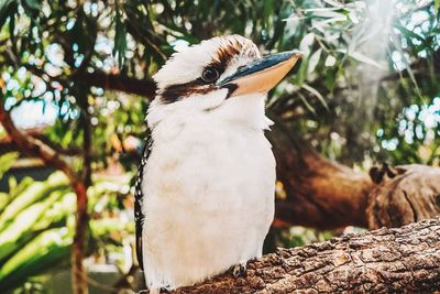 bird