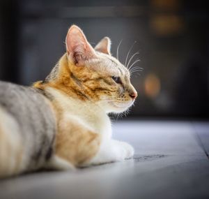 Close-up of a cat looking away