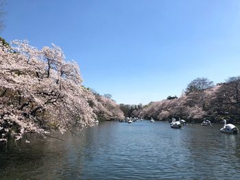 Scenic view of river amidst trees against sky