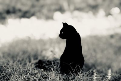 Black cat sitting on field