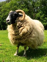 Sheep standing in a field