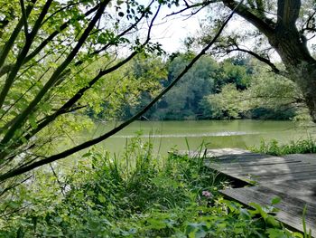 Scenic view of lake in forest