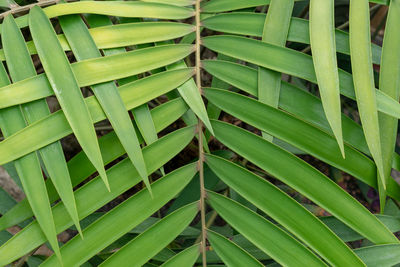 Full frame shot of green leaves