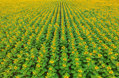 Full frame shot of yellow flower field