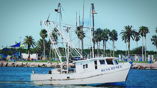 Palm trees against blue sky