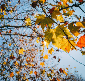 Low angle view of maple tree against sky