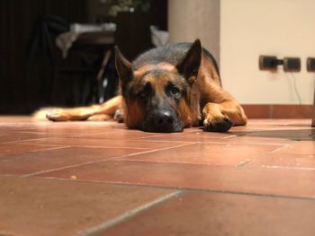 Dog relaxing on tiled floor at home