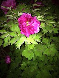 Close-up of pink flower