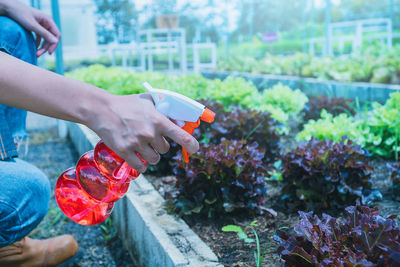 Midsection of person holding red flowering plant