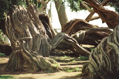 Trees on landscape