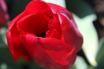 Close-up of red rose