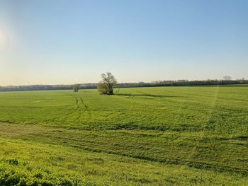 Scenic view of agricultural field against clear sky