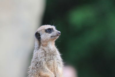 Close-up of meerkat