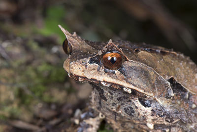 Close-up of frog on leaf