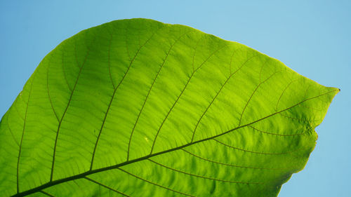 Close-up of green leaves against sky