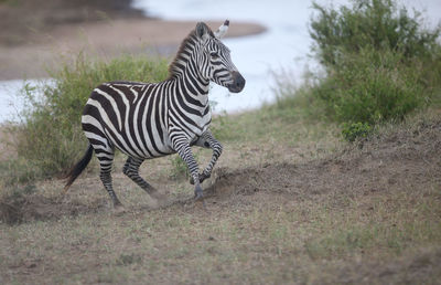 Zebra standing on field