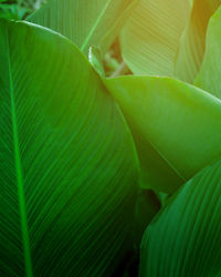 Closeup nature view of tropical leaves background