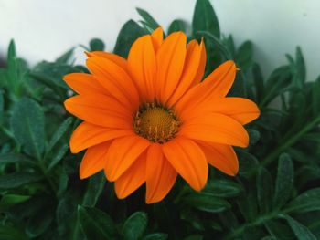 Close-up of orange flower blooming outdoors