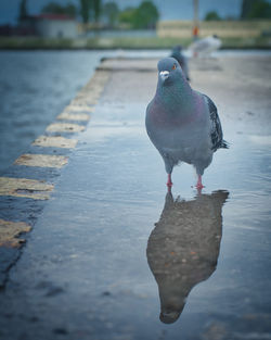 Close-up of bird perching on a lake