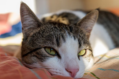 Close-up portrait of a cat