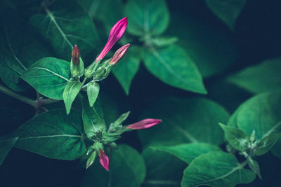 Close-up of flowers