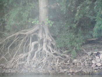 Close-up of tree trunk in forest