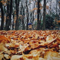 Fallen leaves on tree trunk in forest
