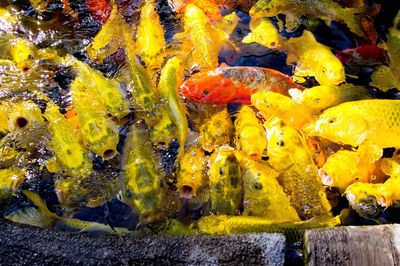 Close-up of yellow turtle in water