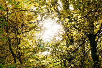 Low angle view of trees