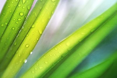 Close-up of water drops on leaf