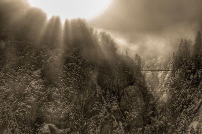 Sunlight streaming through trees in forest