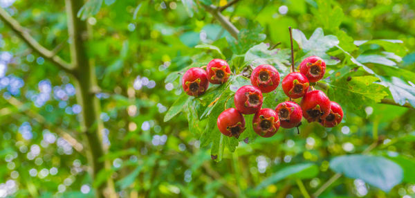 Close-up of red berries growing on tree