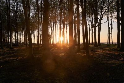 Sunlight streaming through trees in forest