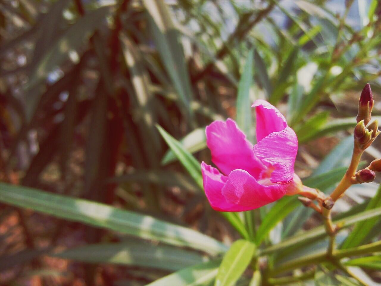 flower, growth, petal, nature, fragility, beauty in nature, flower head, freshness, pink color, no people, plant, day, close-up, blooming, outdoors, springtime