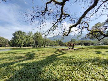 View of trees on field against sky