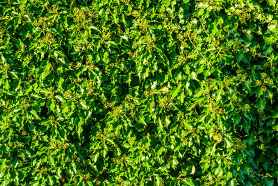 Full frame shot of fresh green plants