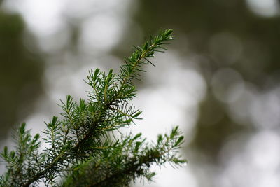 Close-up of pine tree