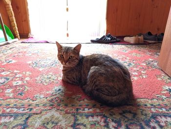 Portrait of cat resting on floor at home