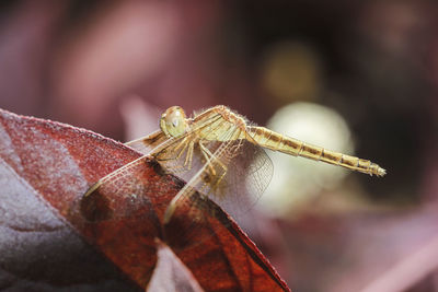 Close-up of dragonfly