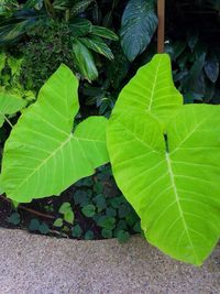 Close-up of leaves