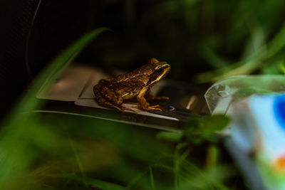 Close-up of frog on leaf