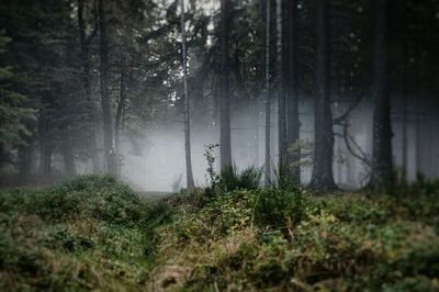 Trees in forest