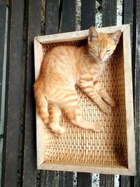 Portrait of cat sitting on wood